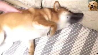 马杀鸡,一场别开生面的竞技盛宴