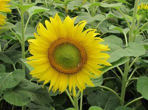 太阳花,阳光下的坚韧与希望